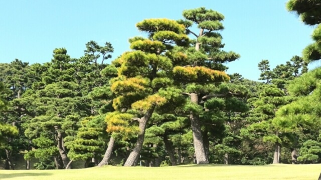 皇居前広場